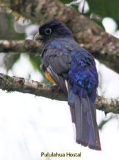 Amazonian White-tailed Trogon - Trogon chionurus