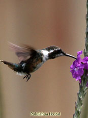 Amethist Woodstar-Female Young