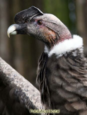 Andean Condor