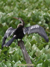 Anhinga