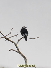 Bare-necked Fruitcrow