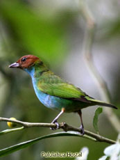 ay-headed Tanager