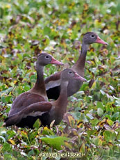 Black-bellied Whistiling Duck