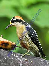 Black-cheeked-Woodpecker