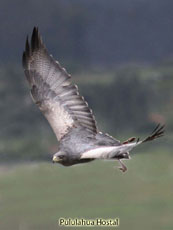 Black-chested Buzzard Eagle