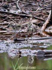 Black-necked Stilt yung