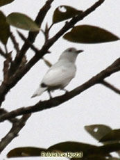 Black-tipped Cotinga