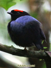 Blue-backed Manakin