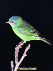 Blue Dacnis