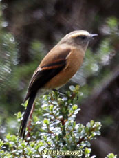 Brown-backed Chat-Tyrant