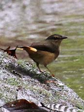 Buff-rumped Warbler