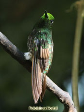 Buff-tailed-Coronet