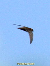 Chestnut-collared Swift