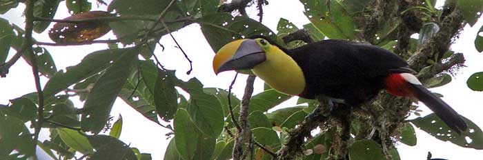 Chestnut-mandibled Toucan_Ramphastos swainsonii-Pano