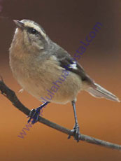 Cinereus Conebill