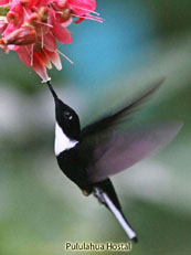 Collared Inca