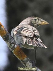 Common Cactus-Finch _Geospiza scandens