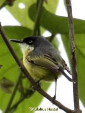 Common Tody-Flycatcher