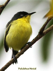 Common Tody-flycatcher_Todirostrum cinereum