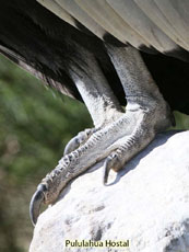 Andean Condor 