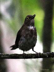 Dagua Thrush