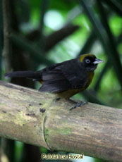 Dusky-faced Tanager