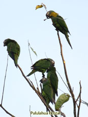 Dusky-headed Parakeet