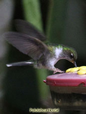 Ecuadorian Piedtail