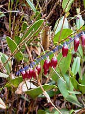 Epidendrum restrepioides