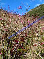 Epidendrum quitensium