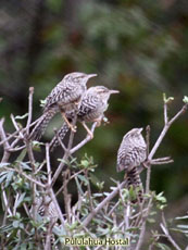 Fasciated Wren