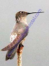 Giant-Hummingbird