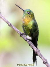 Golden-breasted Puffleg_Eriocnemis mosquera