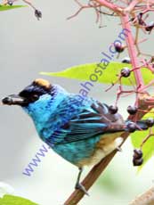 Golden-naped-Tanager