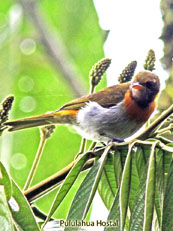 Guira Tanager_Heithraupis guira