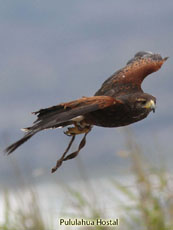 Harris Hawk