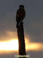 Laughing Falcon