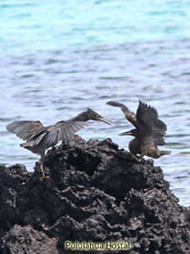 Lava Heron 