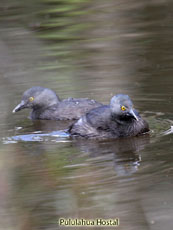 Least Grebe 