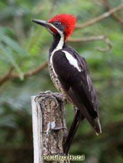 Lineated Woodpecker