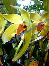 Lycaste gigantea