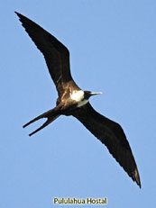 Magnificen Frigatebird