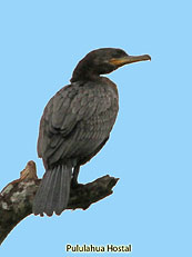 Neotropical-Cormorant_Phalacrocorax-brasilianus