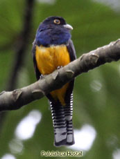 Northern Violaceous Trogon