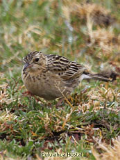 Paramo Pipit