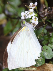 Pieridae-Leptophobia tovaria