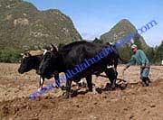 Pululahua_Ecological_Farming