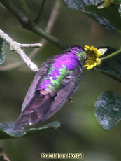 Purple-backed Thornbill_Ramphomicron microrhynchum