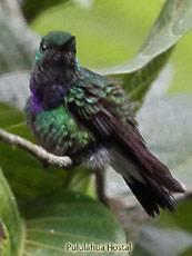 Purple-chested Hummingbird