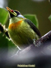 Red-headed Barbet